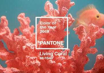 What Color Goes with Coral A Comprehensive Guide