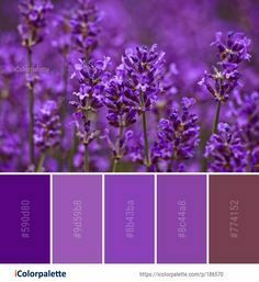 What Colors Go with Lavender A Guide to Color Combinations